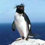 El Penguin (pingüino), nuevo algoritmo de Google
