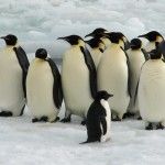 Más datos sobre Google Penguin y el SEO