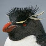 SEO para Penguin, el nuevo posicionamiento web